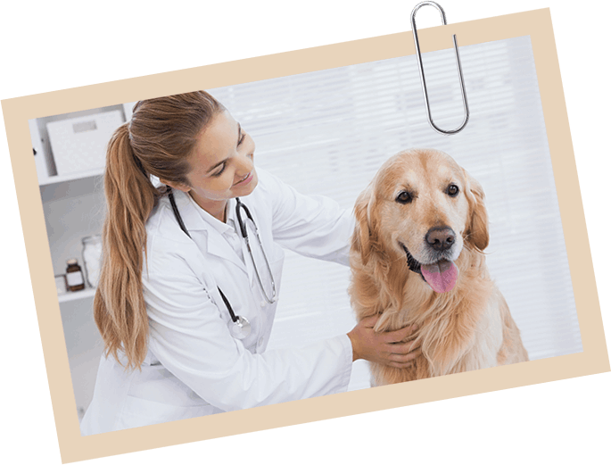 Veterinarian Checking up a Dog