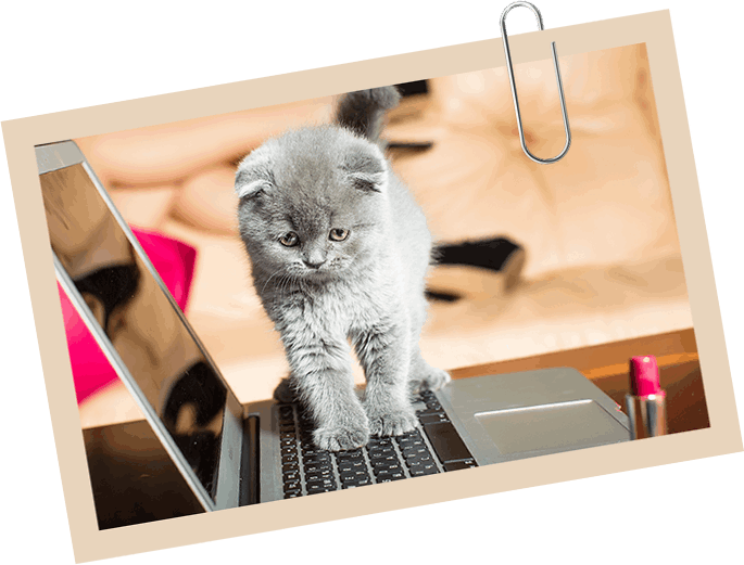 A Kitten Walking on Laptop