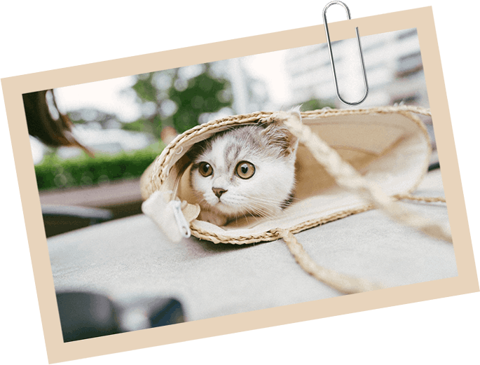 A Kitten Inside a Bag