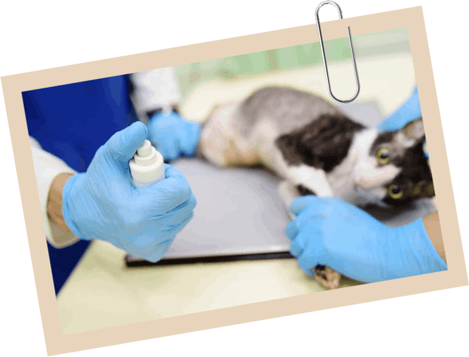 Hometown Animal Clinic - pet ultrasound