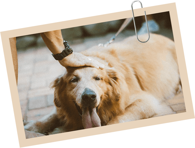 Hometown Animal Clinic - Senior Pet care