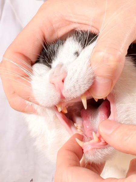 Cat Dental