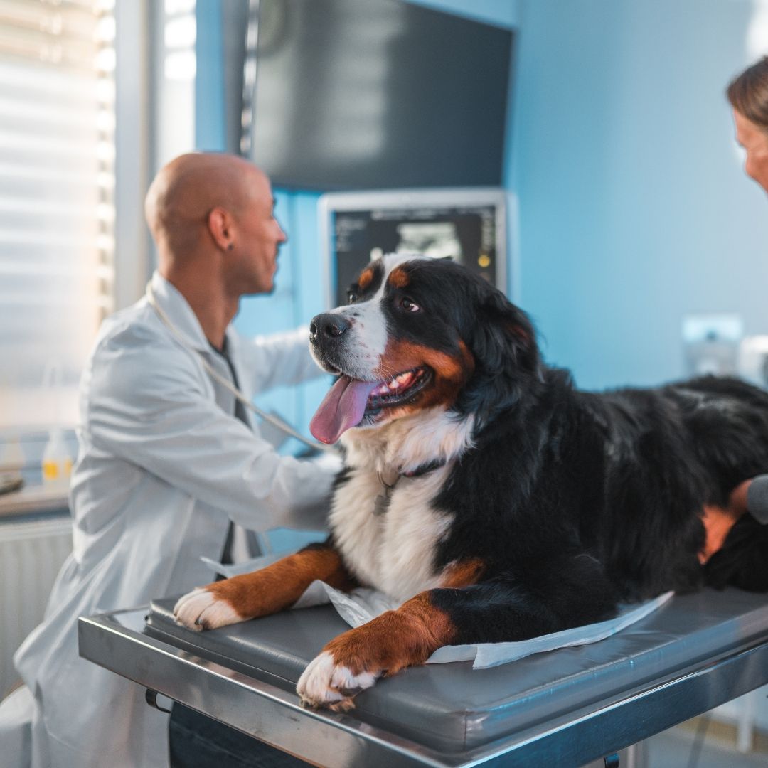 Pet Ultrasound