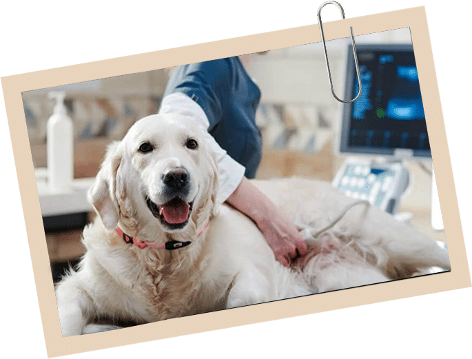 Hometown Animal Clinic - pet ultrasound