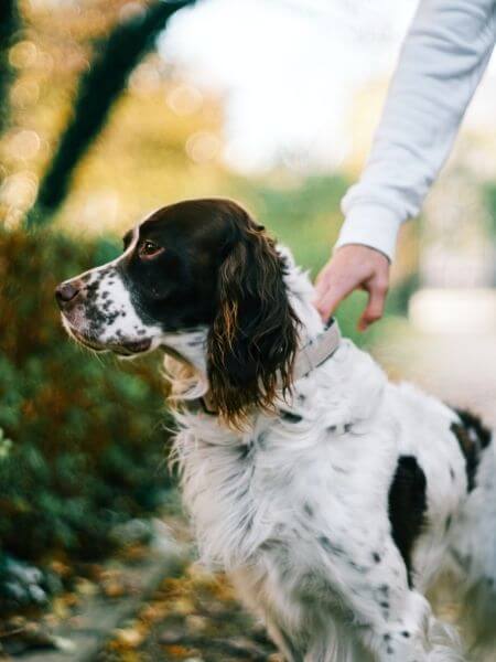 Pet microchipping