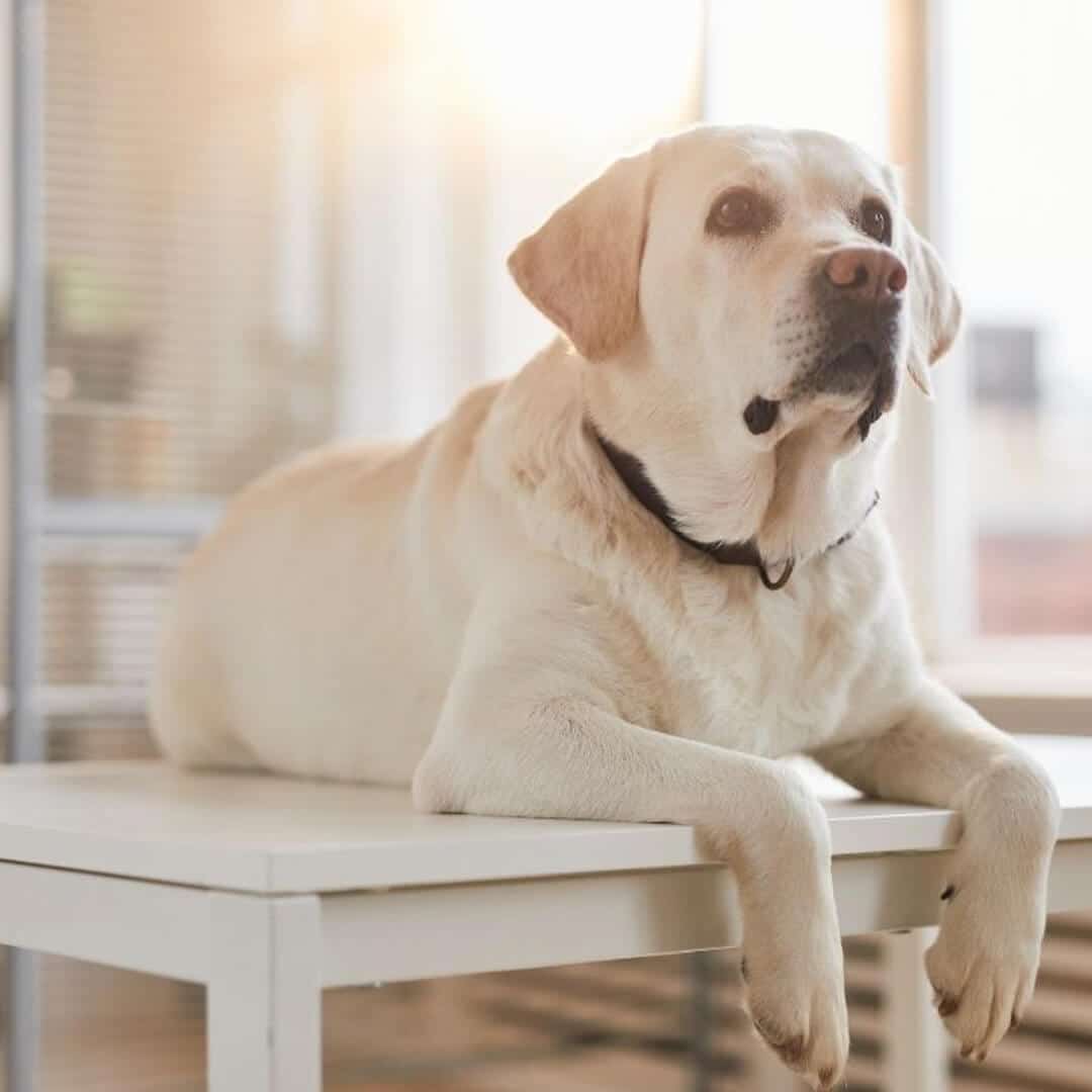 A dog on a table