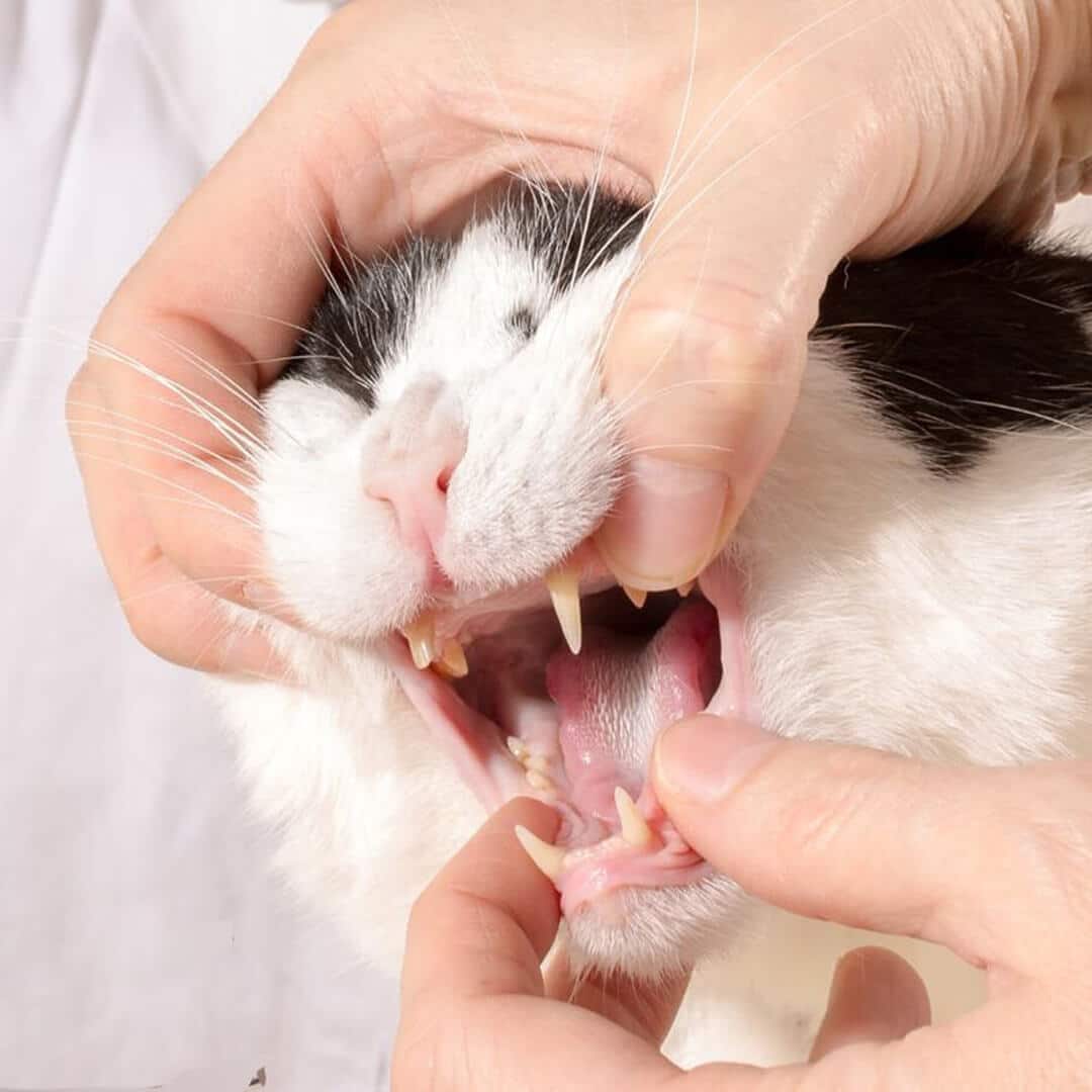 Cat dental care